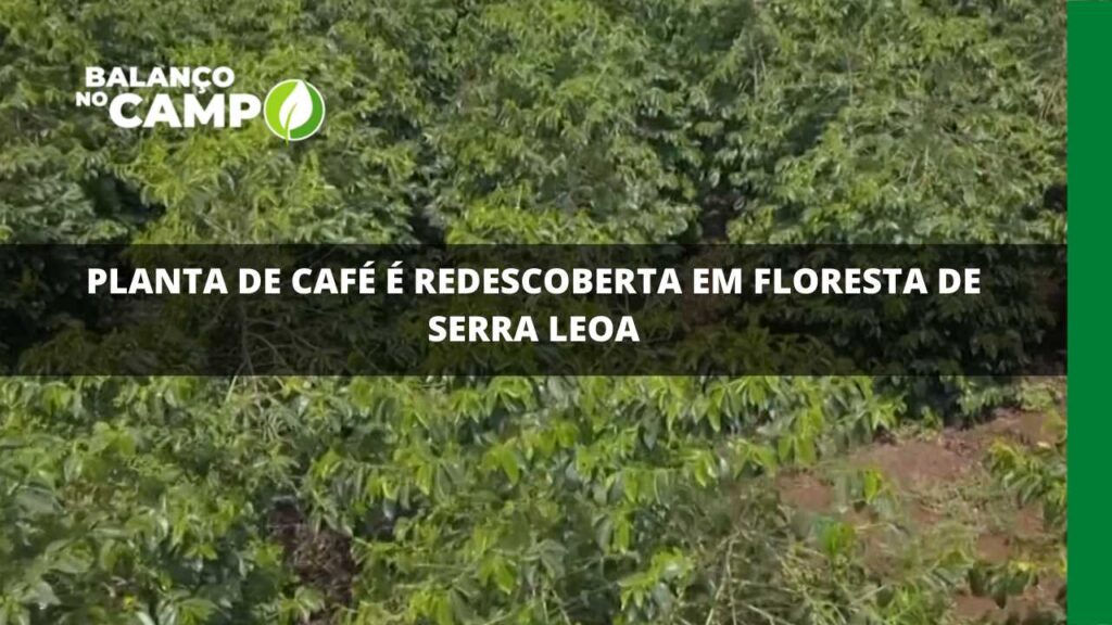 Planta de café é redescoberta em floresta de serra leoa