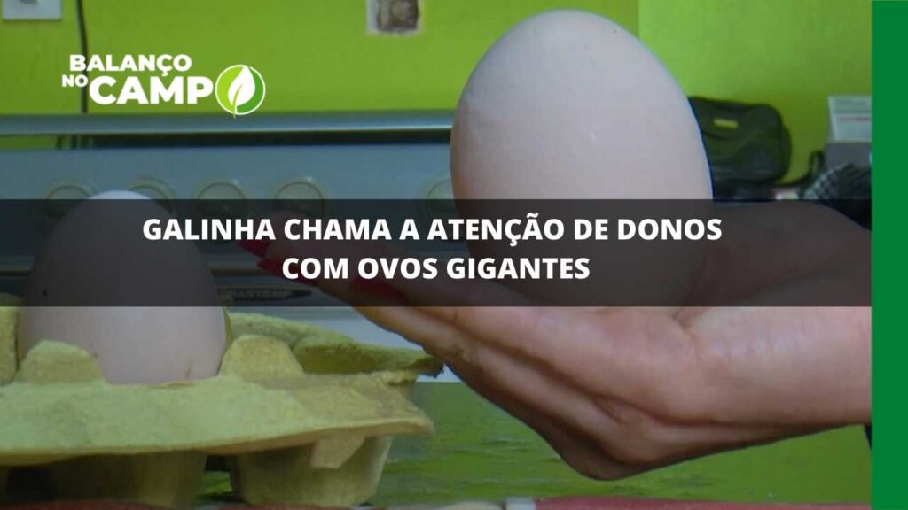 Galinha chama a atenção de donos com ovos gigantes