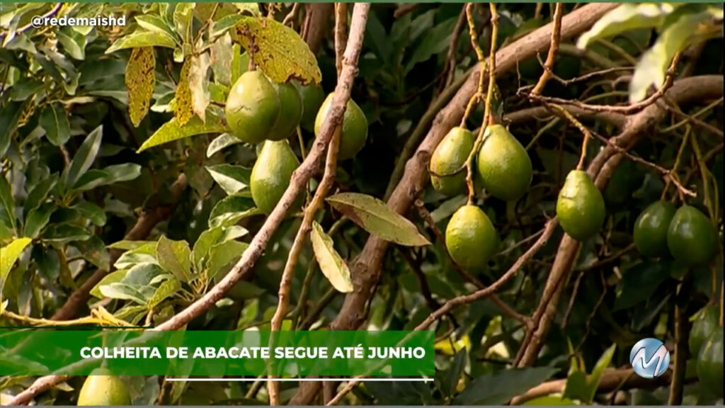 Colheita de abacate segue até junho