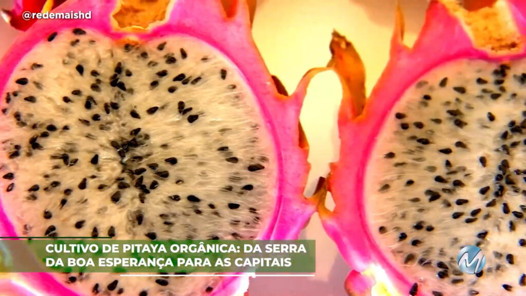 Cultivo de Pitaya: Da serra da Boa Esperança direto para as capitais