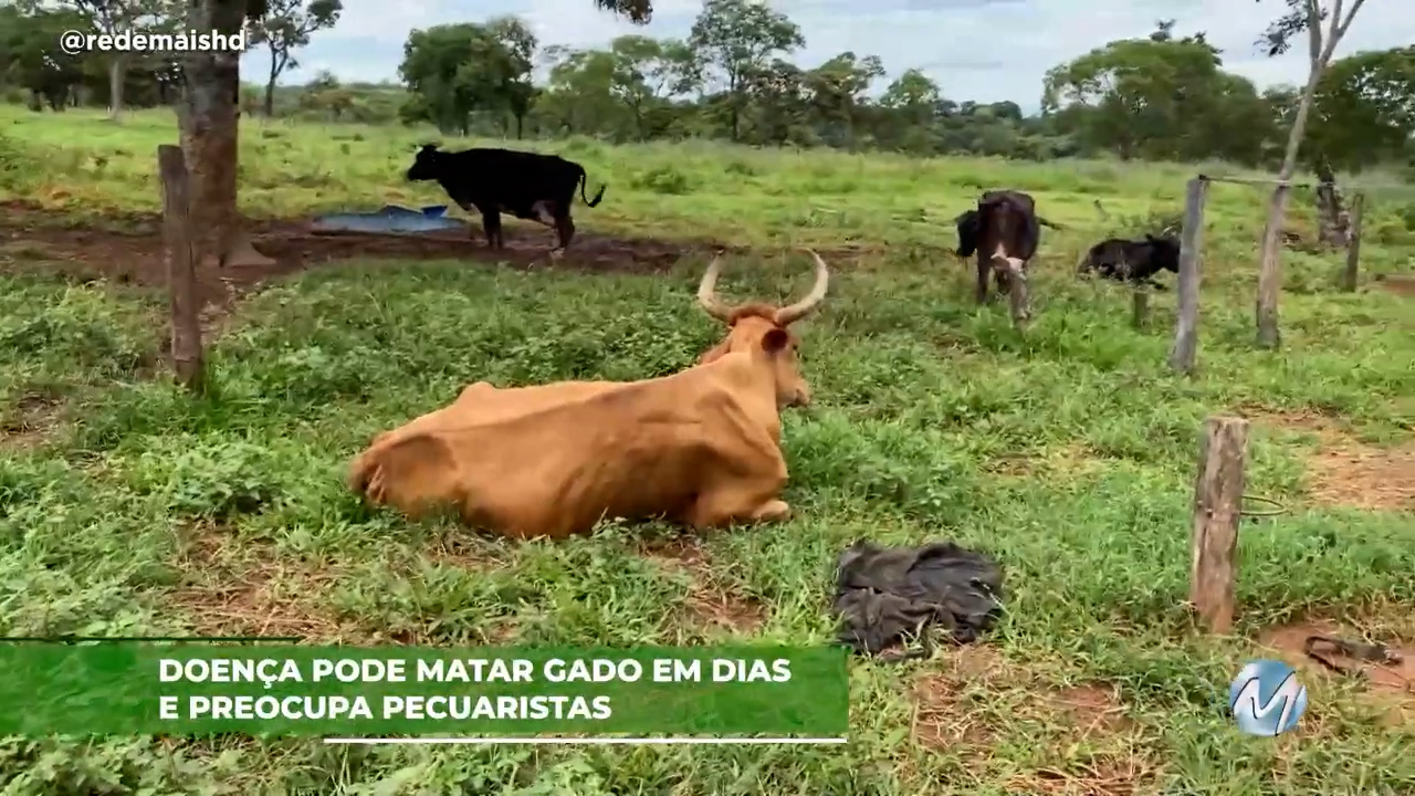 Doença pode matar gado em poucos dias e preocupa pecuaristas