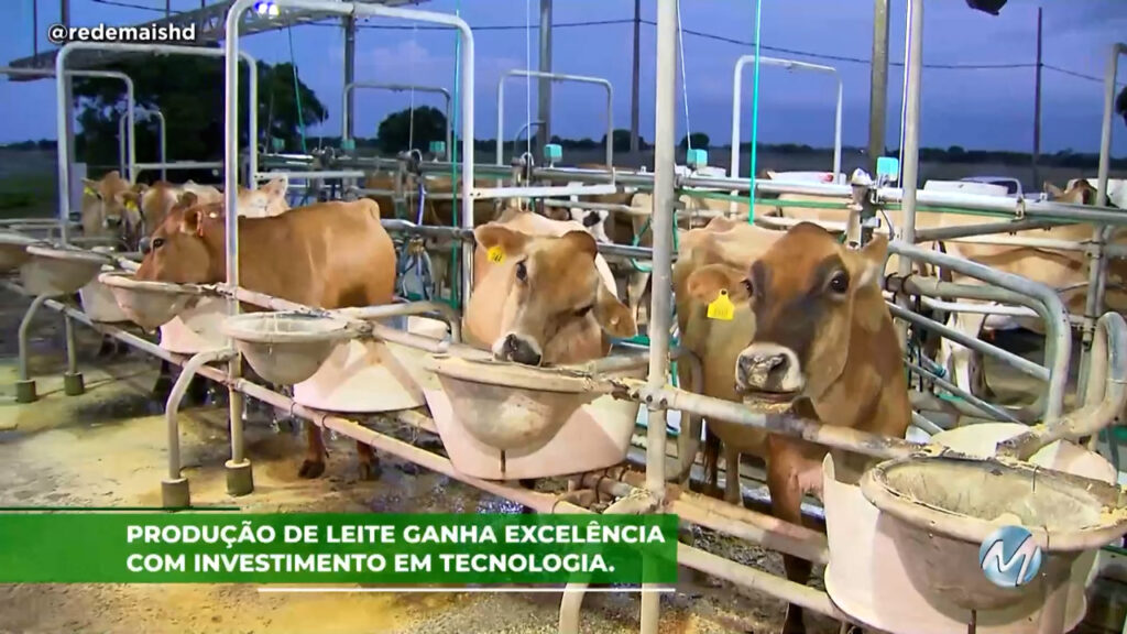 Produção de leite ganha excelência com investimento em tecnologia