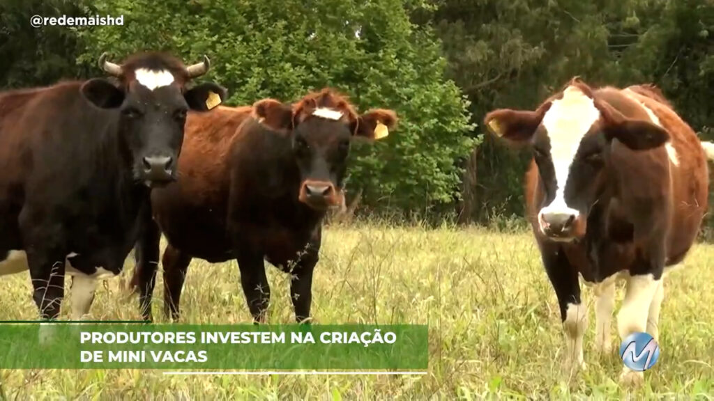 Produtores investem na criação de mini vacas