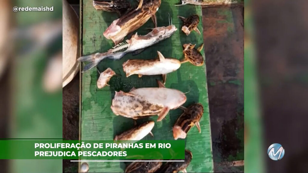 Proliferação de piranhas em rio prejudica pescadores