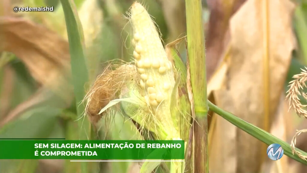 Sem silagem: alimentação de rebanho é comprometida