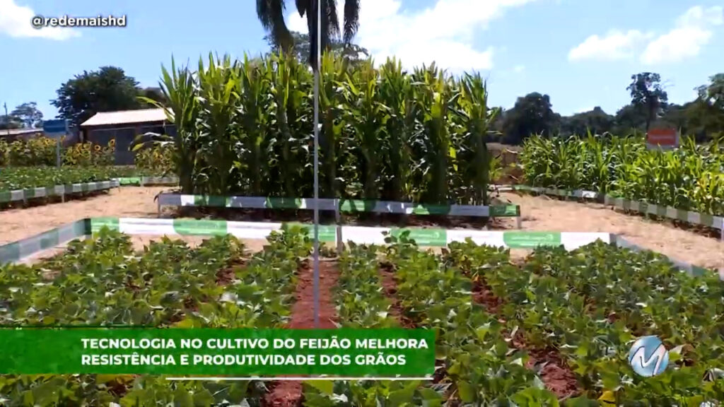 Tecnologia no cultivo do feijão melhora resistência e produtividade dos grãos