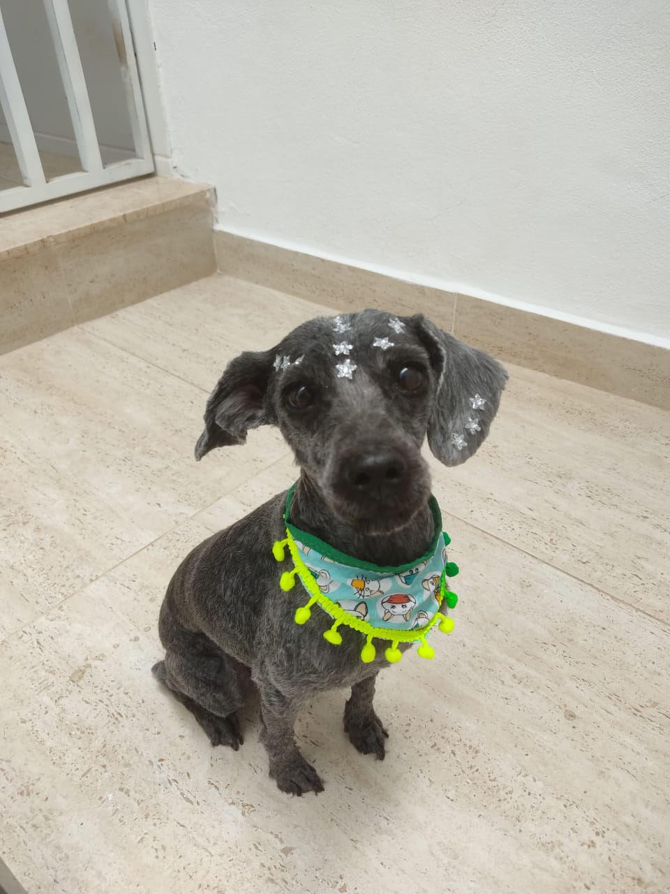 #MeAjudaThibéPet: “Jujuly” está desaparecida em Varginha