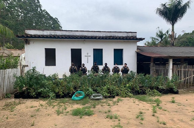 Laboratório do tráfico: servidor público cultivava pés de maconha na zona rural de Ubá