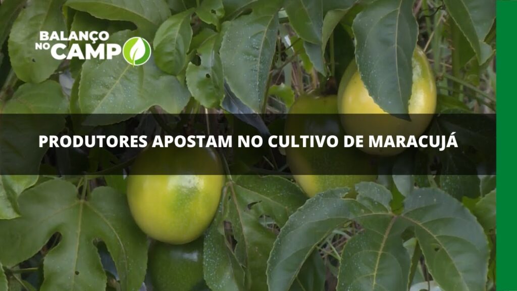 Produtores apostam no cultivo de maracujá