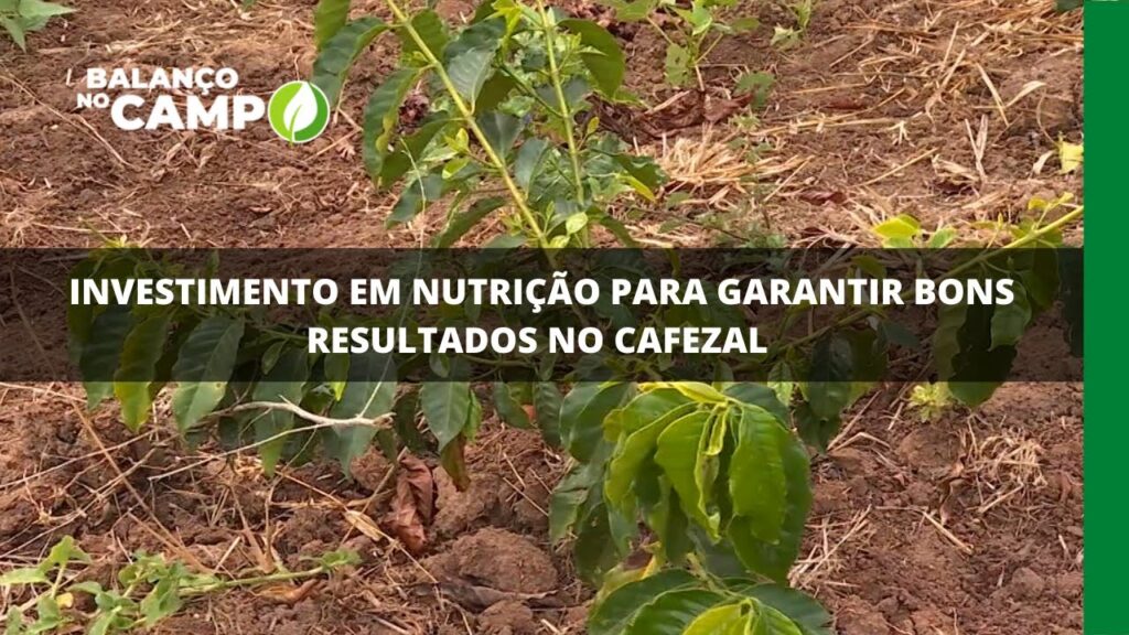 Investimento em nutrição para garantir bons resultados no cafezal