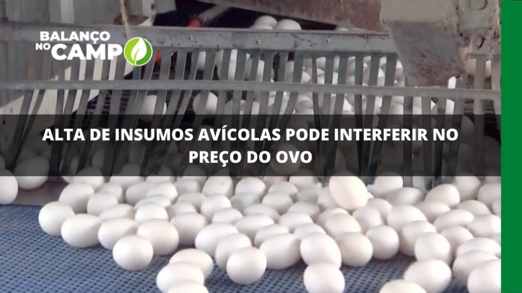 Alta de insumos avícolas pode interferir no preço do ovo