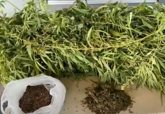 Polícia encontra plantação de maconha em Januária