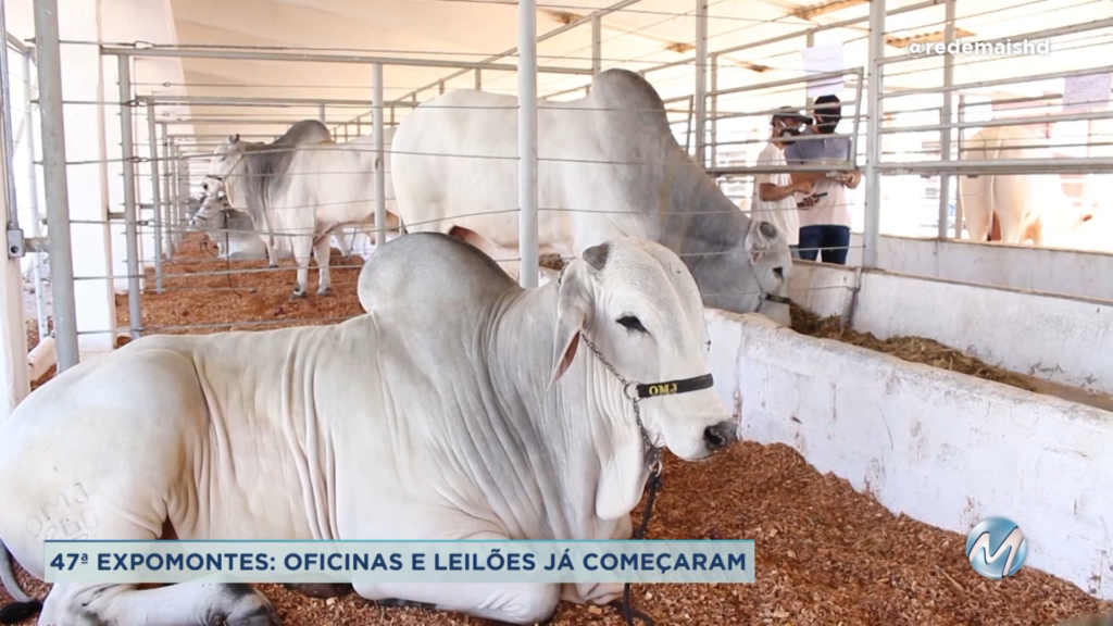 47ª Expomontes: oficinas e leilões já começaram