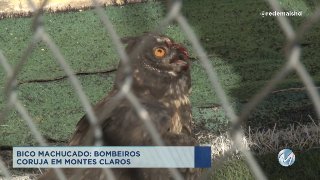 Montes Claros: bombeiros capturam coruja com o bico machucado