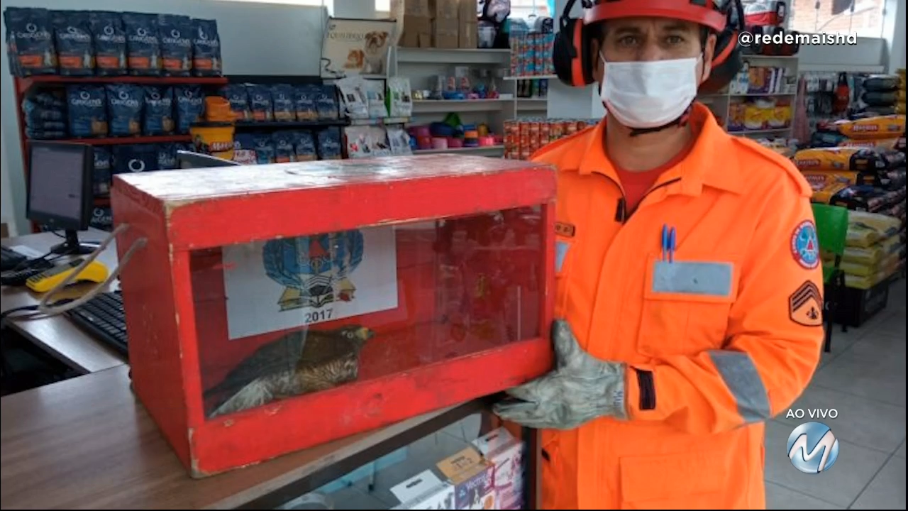 Com asa quebrada: gavião é resgatado em Barbacena