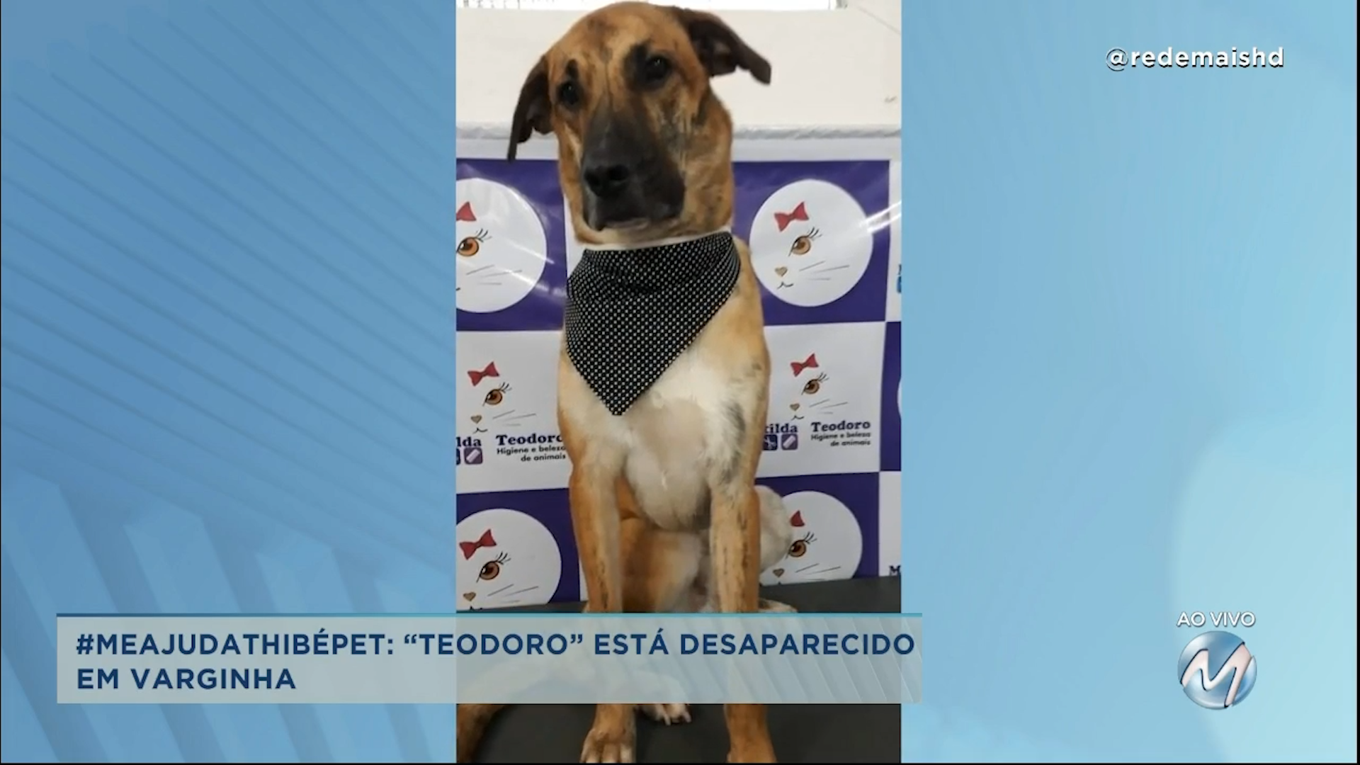 #meajudathibépet: “Teodoro” está desaparecido em Varginha