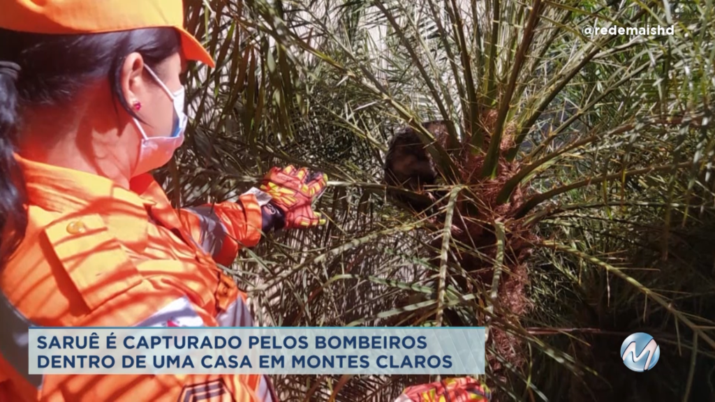 Saruê é capturado dentro de casa em Montes Claros