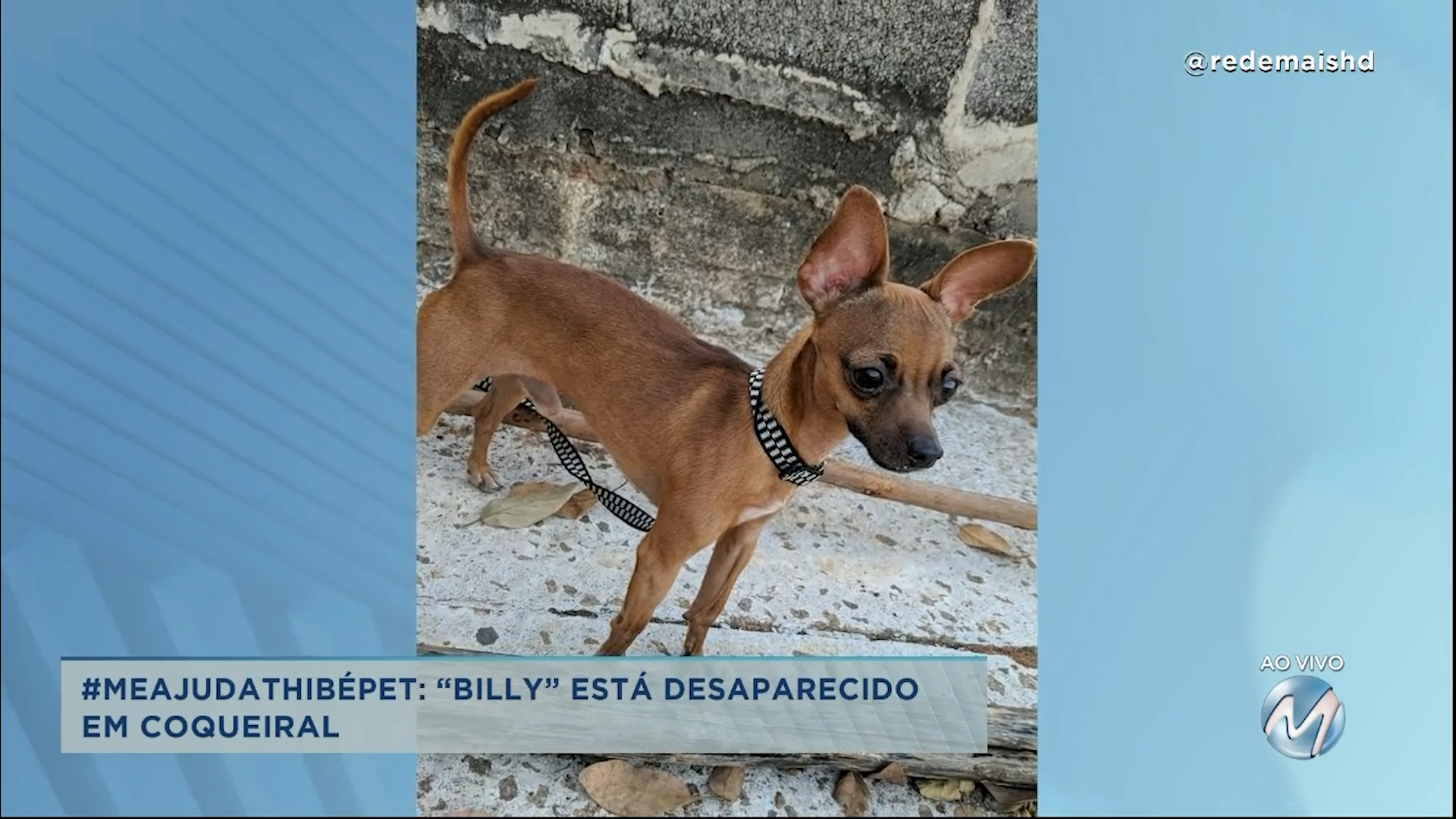 #meajudathibépet: “Billy” está desaparecido em Coqueiral