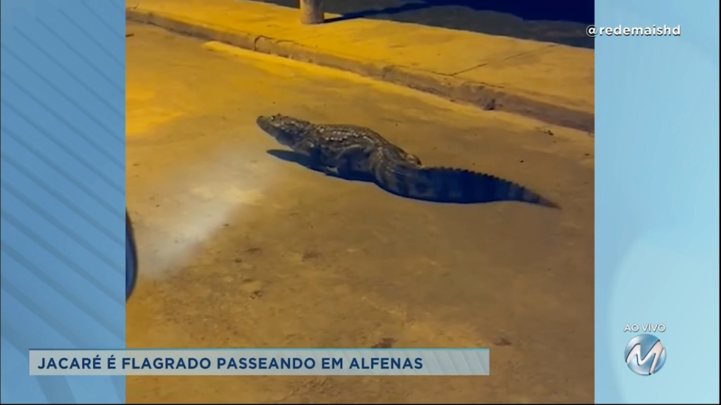 Jacaré é flagrado “passeando” em Alfenas