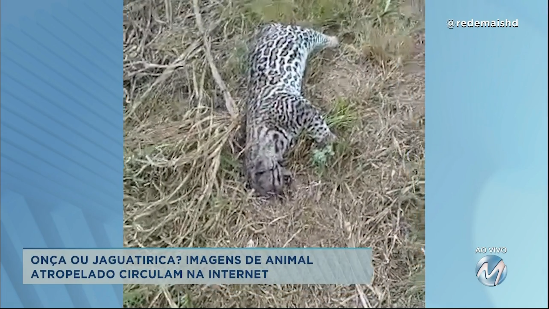 Onça ou jaguatirica: imagens de animal atropelado circulam na internet