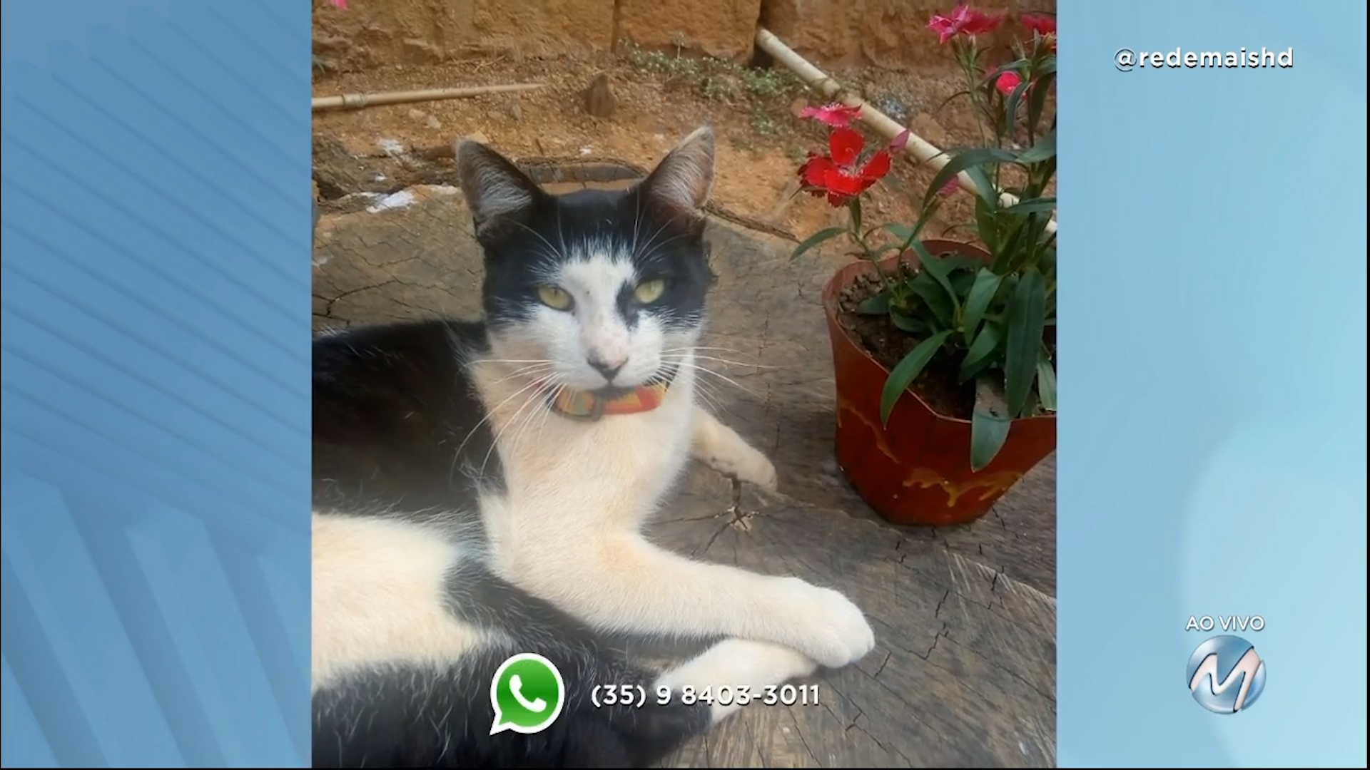 #meajudathibépet: “Miau” está desaparecida em Montes Claros