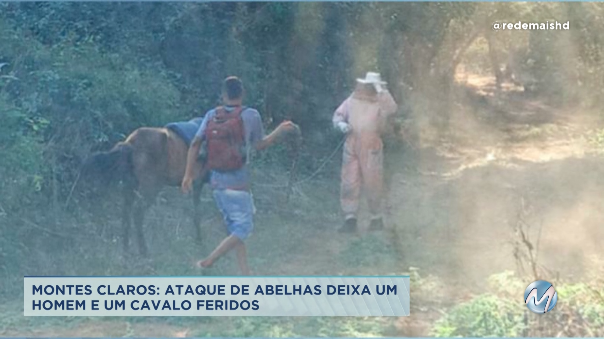 Montes Claros: ataque de abelhas deixa homem e cavalo feridos