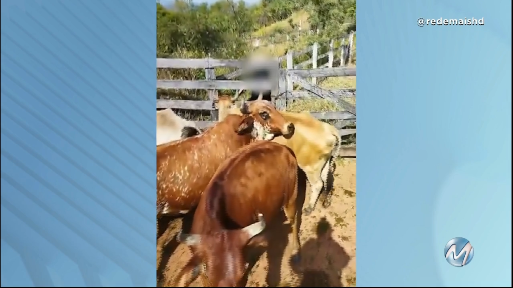 Sul de Minas: Guardas Civis gravam vídeos disparando arma de choque contra gado em Itajubá