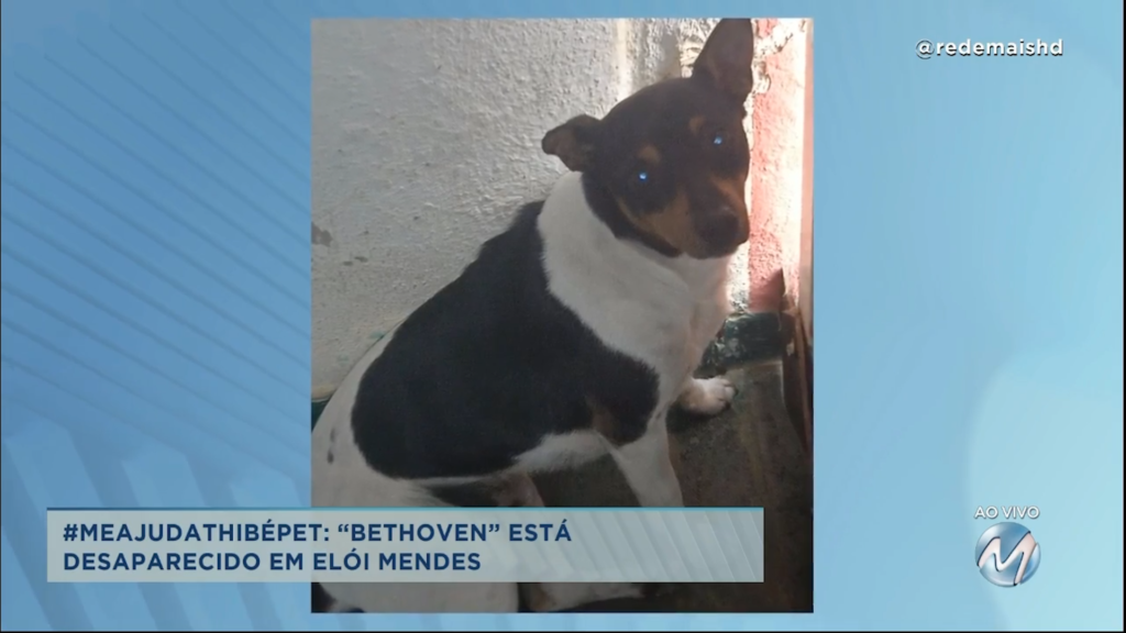 #meajudathibépet: “Bethoven” está desaparecido em Elói Mendes