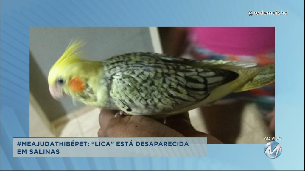 #meajudathibépet: “Lica” está desaparecida em Salinas