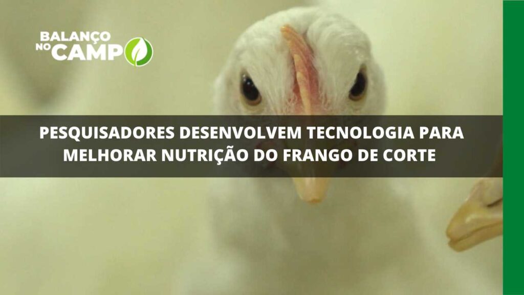 Pesquisadores desenvolvem tecnologia para melhorar nutrição do frango de corte