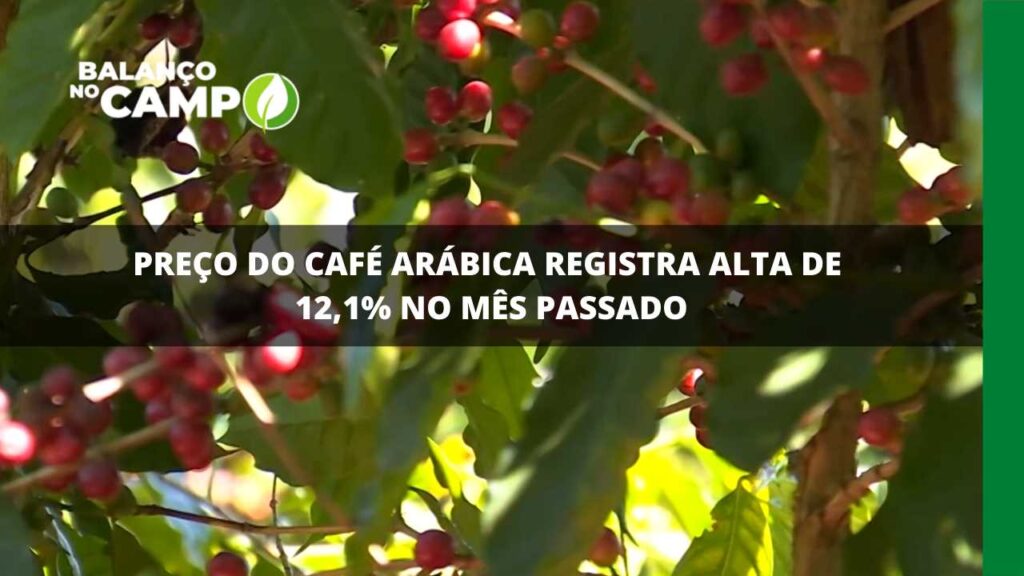 Preço do café arábica registra alta de 12,1% no mês passado