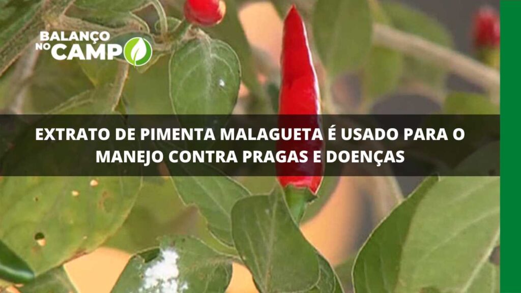 Extrato de pimenta malagueta é usado para o manejo contra pragas e doenças