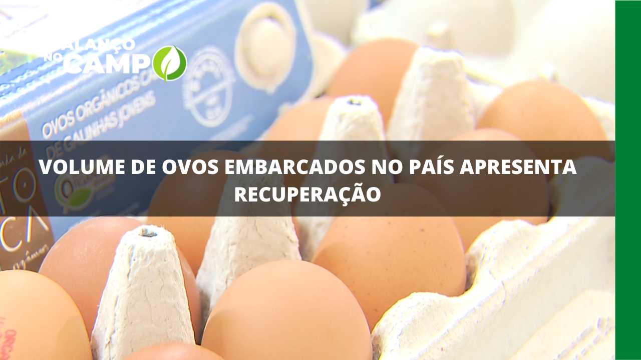 Volume de ovos embarcados no país apresenta recuperação