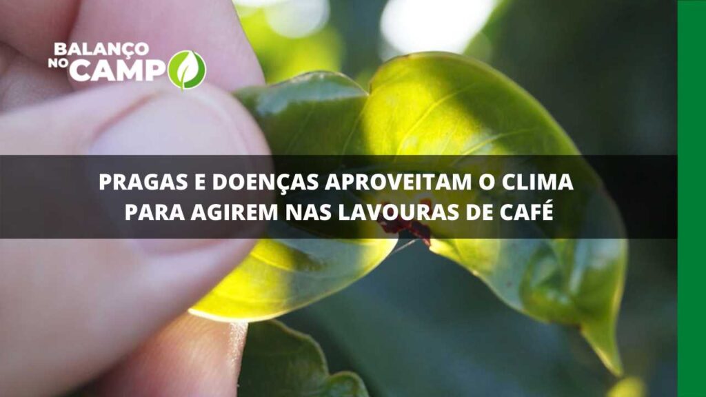 Pragas e doenças aproveitam o clima para agirem nas lavouras de café