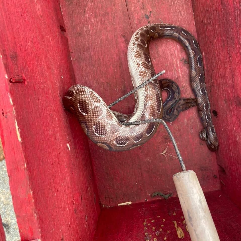 De olho na janela: cobra é capturada por bombeiros na MG-355