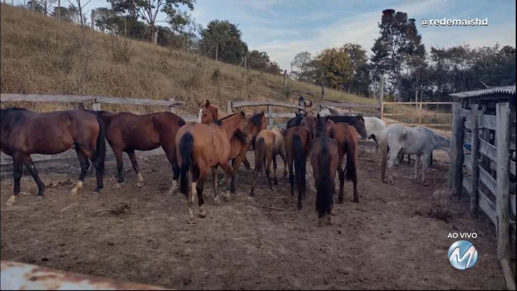 Polícia encontra abatedouro clandestino de cavalos no Sul de Minas