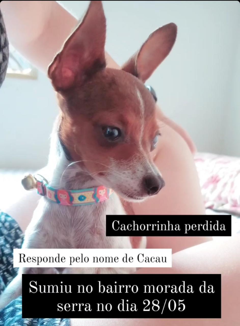 #meajudathibépet: “Cacau” está desaparecida em Montes Claros