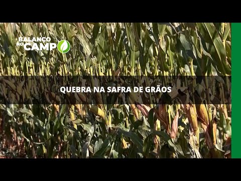 Quebra na safra de grãos