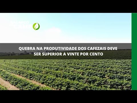 Quebra na produtividade dos cafezais deve ser superior a vinte por cento