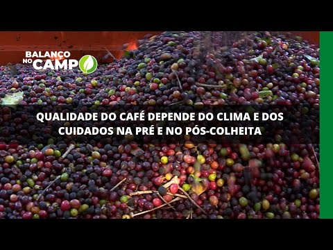 Qualidade do café depende do clima e dos cuidados na pré e no pós-colheita