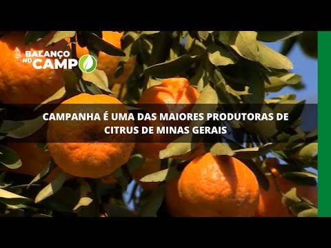 Campanha é uma das maiores produtoras de citrus de Minas Gerais