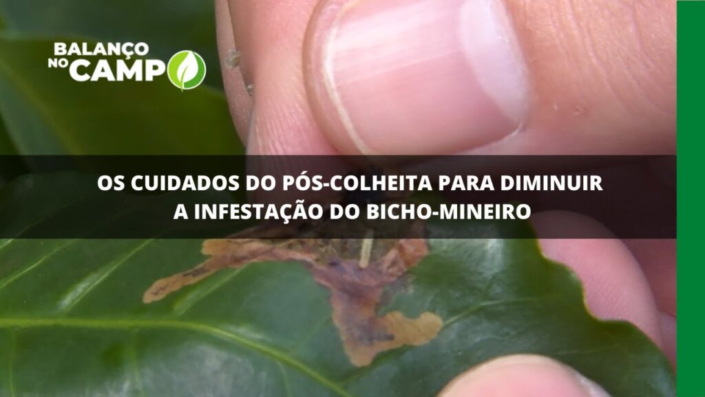 Os cuidados do pós-colheita para diminuir a infestação do bicho mineiro