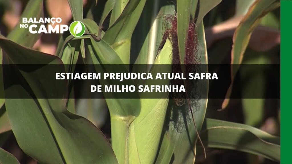 Estiagem prejudica atual safra de milho safrinha