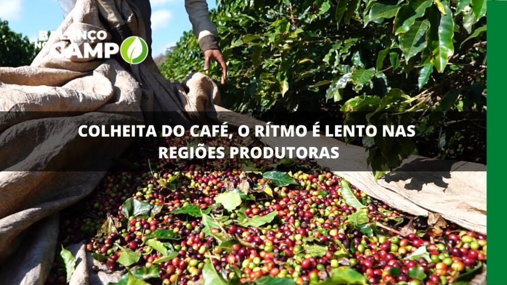 Colheita do café, o rítmo é lento nas regiões produtoras