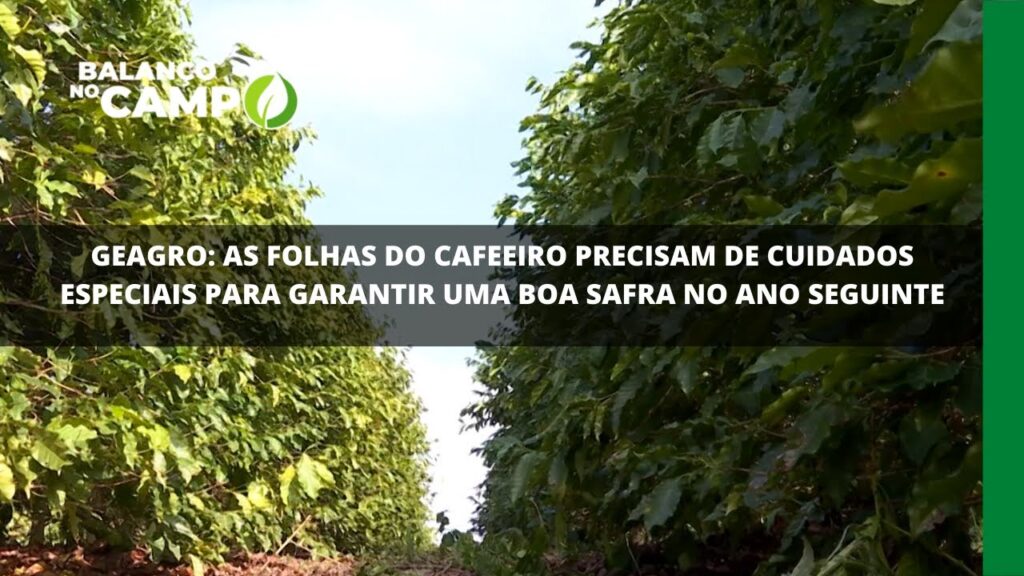 As folhas do cafeeiro precisam de cuidados especiais para garantir uma boa safra no ano seguinte