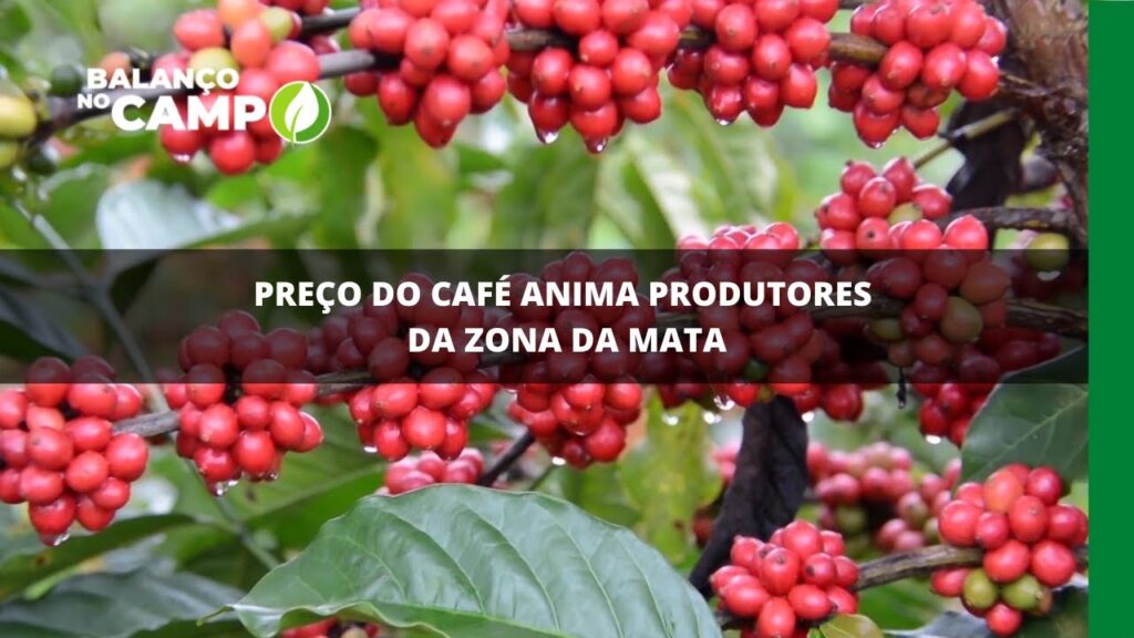 Preço do café anima produtores da Zona da Mata