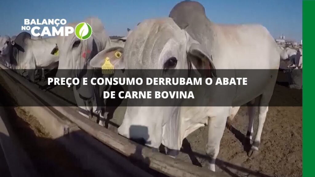 Preço e consumo derrubam o abate de carne bovino