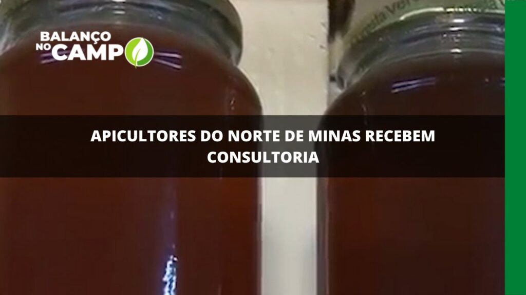 Apicultores do Norte de Minas recebem consultoria