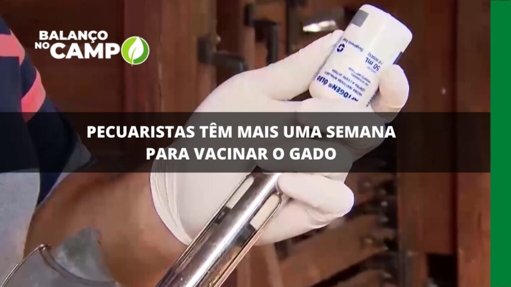 Pecuaristas têm mais uma semana para vacinar o gado