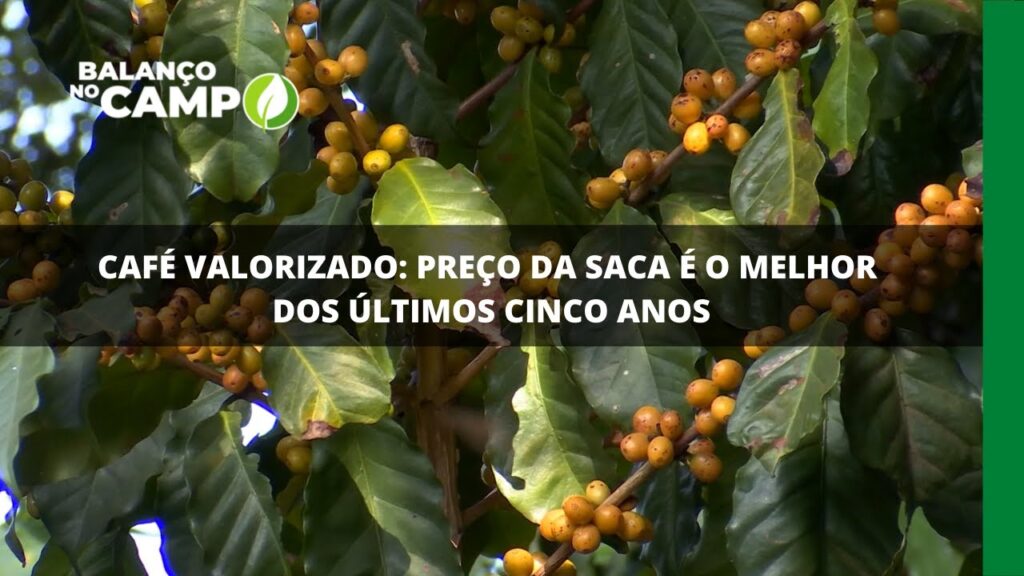 Café valorizado: preço da saca é o melhor dos últimos cinco anos